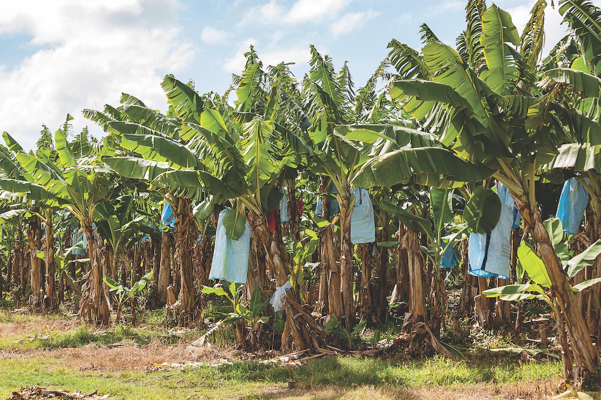 A robotic solution takes hand for the banana industry - Food & Beverage Industry News - Vimarsana News
