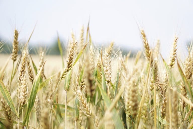 ABARES Predicts Australian Farmgate Value Will Reach 66 3 Billion 