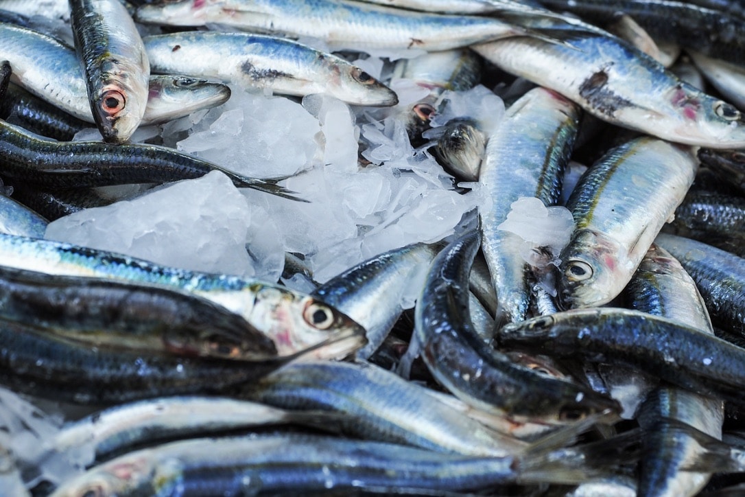 ABARES Releases Fishery Status Reports Food Beverage Industry News