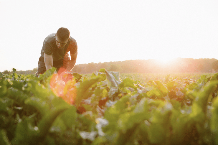 New data to unlock growth for vegetable growers - Vimarsana News
