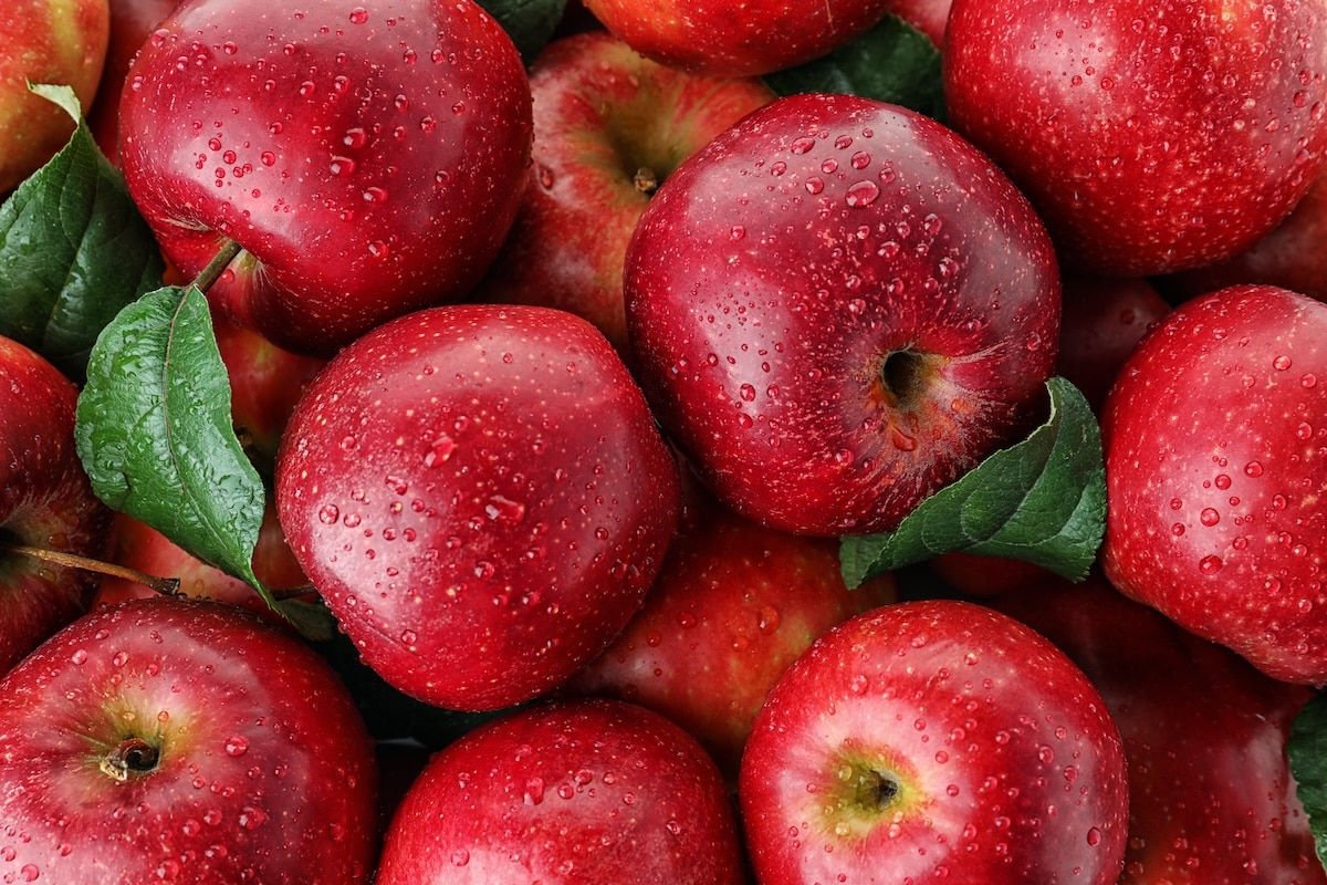 Upgrades to Batlow Fruit Company packhouse complete - Food & Beverage Industry News - Vimarsana News