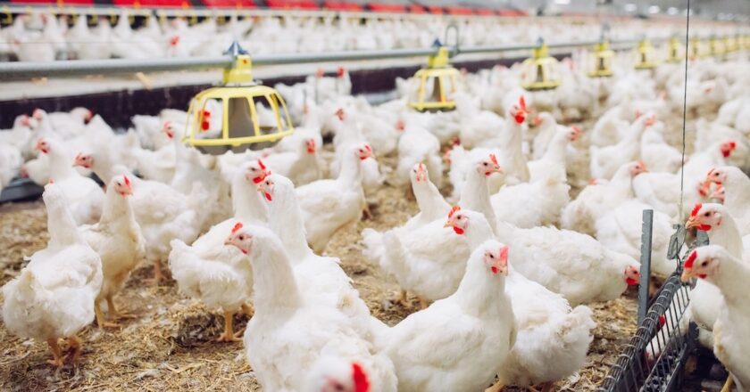 chicken industry