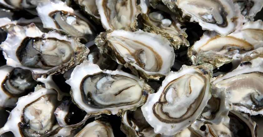 oyster